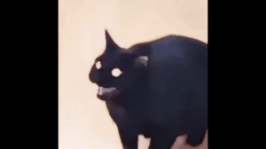 Create meme: black cat, cat, cat
