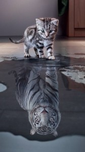 Create meme: cat, tiger, cat tiger