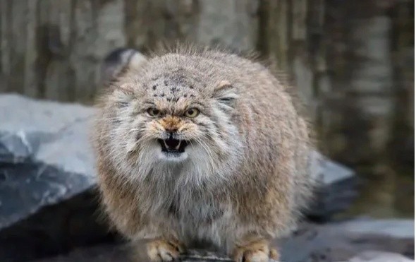 Create meme: animal manul, manul pet the cat, wild Pallas cat