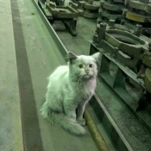 Создать мем: кот в цеху, кот, коты