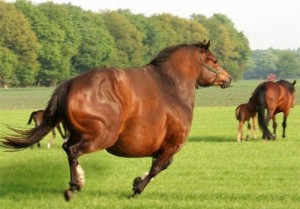 Create meme: super horse, fat horse, fat horse