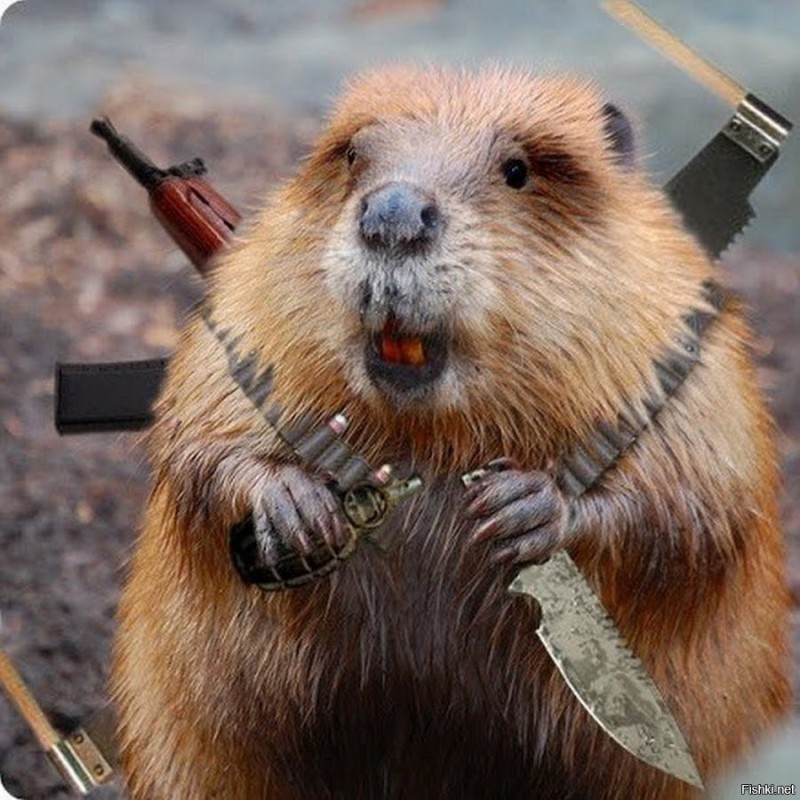 Create meme: funny beavers, the beaver is a huge beaver, beaver 