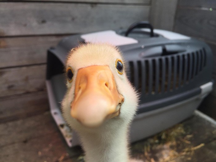Create meme: goose selfie, duck , mallard duck