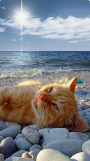 Создать мем: фу море кот, котенок на море, кошка на море