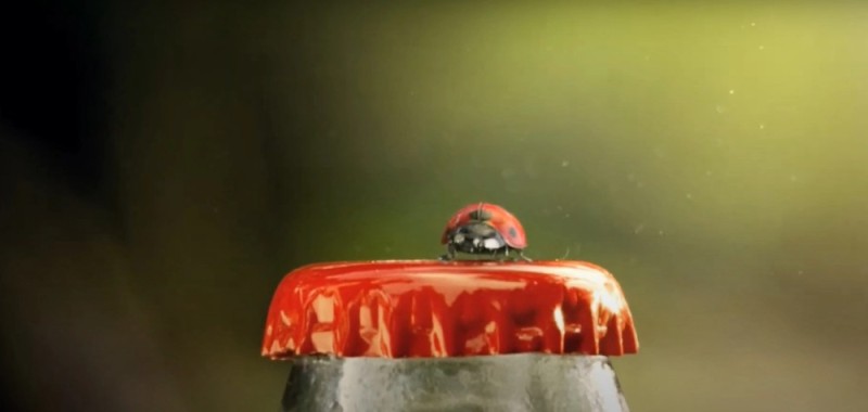 Create meme: ladybug , ladybug beetle, cold june