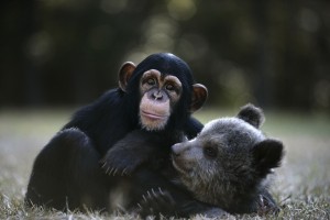 Создать мем: обезьяна обнимает медведя, медведь и обезьяна, обезьяна с детенышем