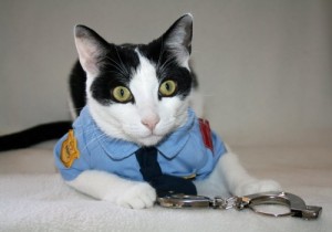 Create meme: The cat COP