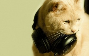 Create meme: cat with headphones, cat with headphones