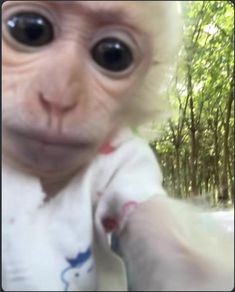 Создать мем: обезьяна угарная, домашние обезьянки, белая обезьяна