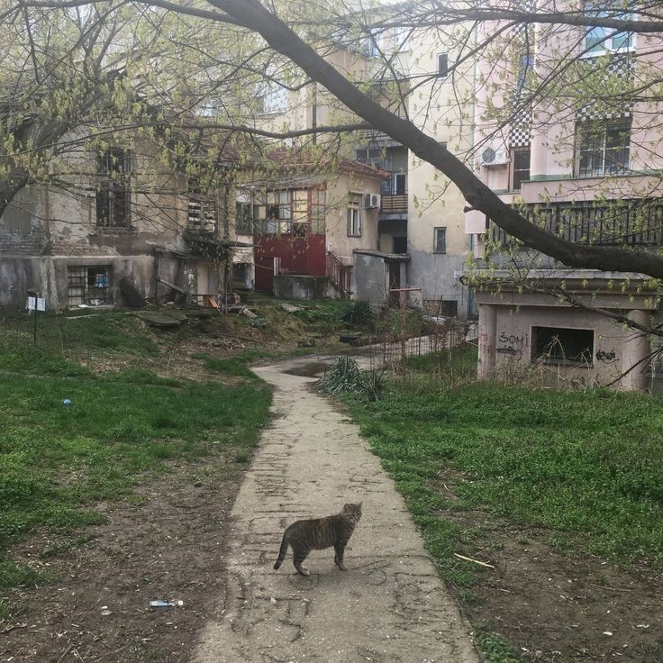 Create meme: sverdlova 34 b yalta, a cat in a doorway, Sevastopol Greenovsky streets