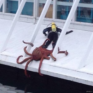 Создать мем: octopus, поговорить о господе нашем посейдоне, осьминог