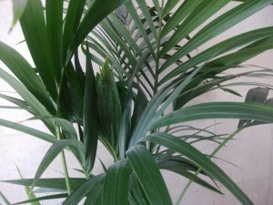Create meme: pandanus, indoor palm trees pictures and names alphabetically, kentia palm