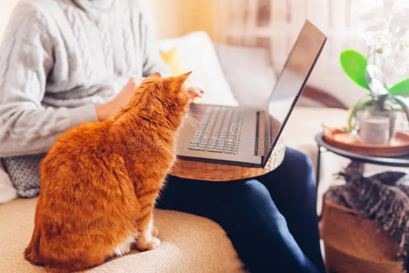 Create meme: a cat with a laptop, a cat with a laptop, the cat at the computer