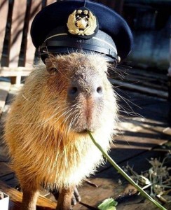 Create meme: the capybara, a pet capybara