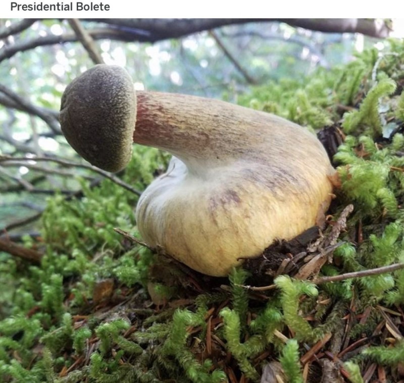 Create meme: boletus is a white mushroom, false white mushroom, false boletus white mushroom