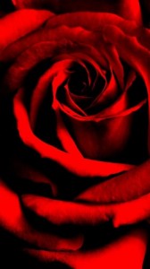 Создать мем: розы, red rose, троянди