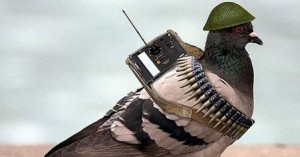 Создать мем: голубь в каске, военные птицы, голубь шпион