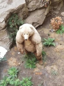 Create meme: the bear in the zoo, polar bear