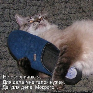 Create meme: katamatite, katamatite svezhak, cat jokes