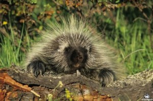 Create meme: rodents, North American porcupine, American porcupine