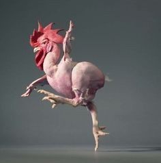 Create meme: chicken, plucked rooster, bald chicken