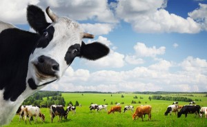 Create meme: cattle