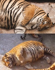 Create meme: fat Siberian tiger, fatty tiger, the Amur tiger