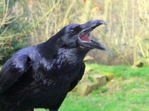 Create meme: Raven, Raven bird, Raven black