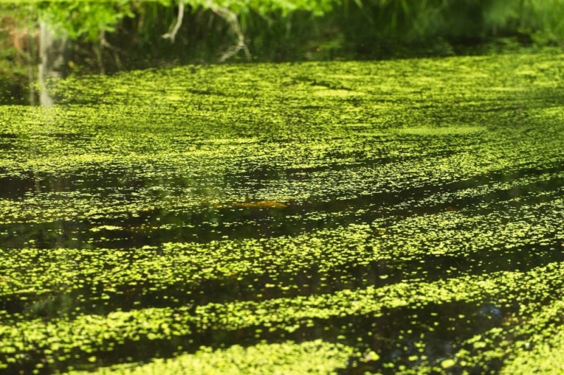 Create meme: duckweed marsh, swamp mud, duckweed grass