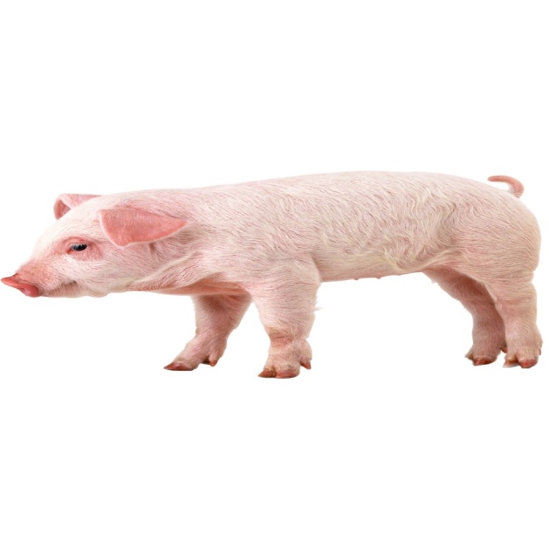 Создать мем: домашние животные свинья, поросенок, животные свинья