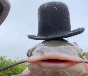 Create meme: som, catfish fish