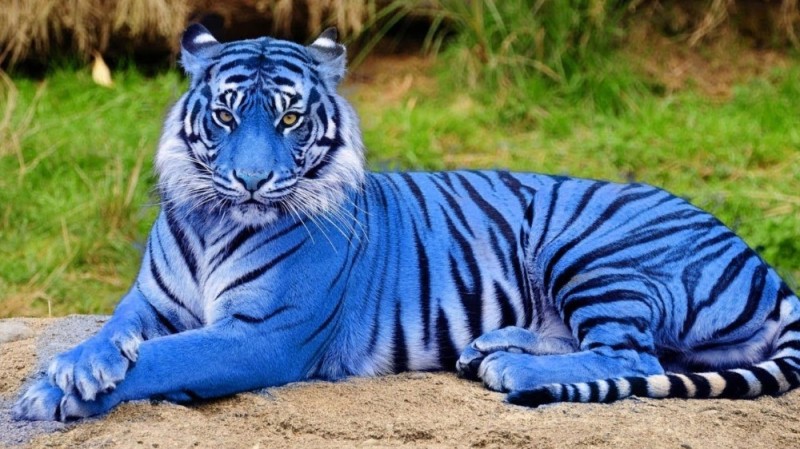 Create meme: blue tiger, blue tiger, blue water tiger