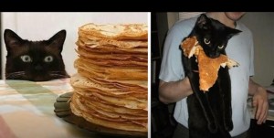 Create meme: cat, cat thief, pancakes