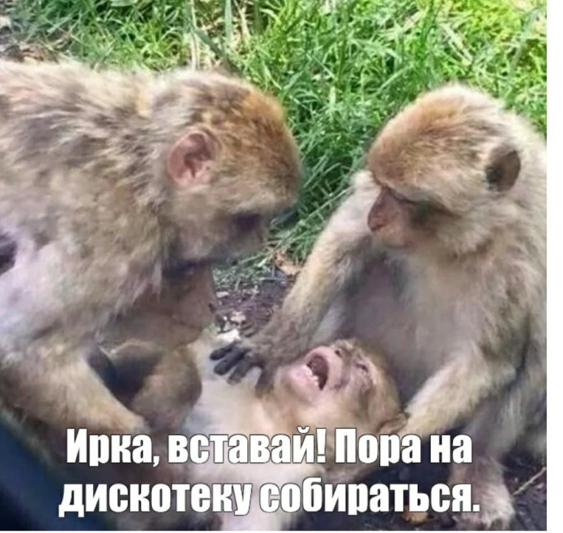 Create meme: monkeys together, memes with monkeys, monkeys with power