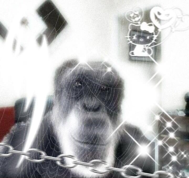 Создать мем: мем горилла, смешные рожи обезьян, горилла