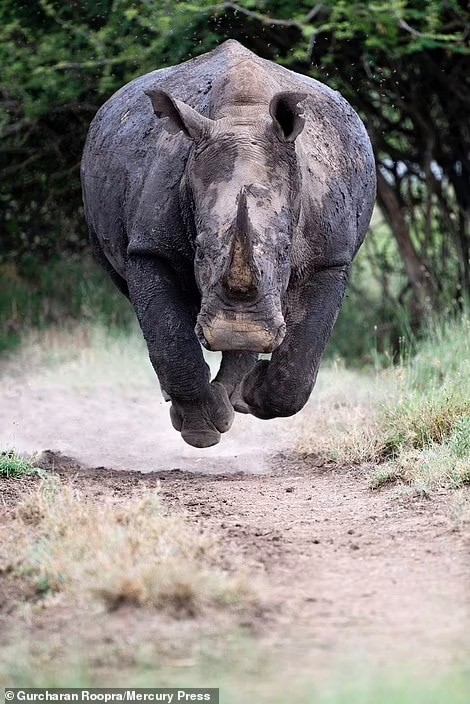 Создать мем: аннамский носорог, свирепый носорог, животные носорог