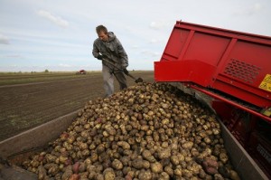 Create meme: the largest harvest of potatoes, agriculture potatoes, sugar beet harvest