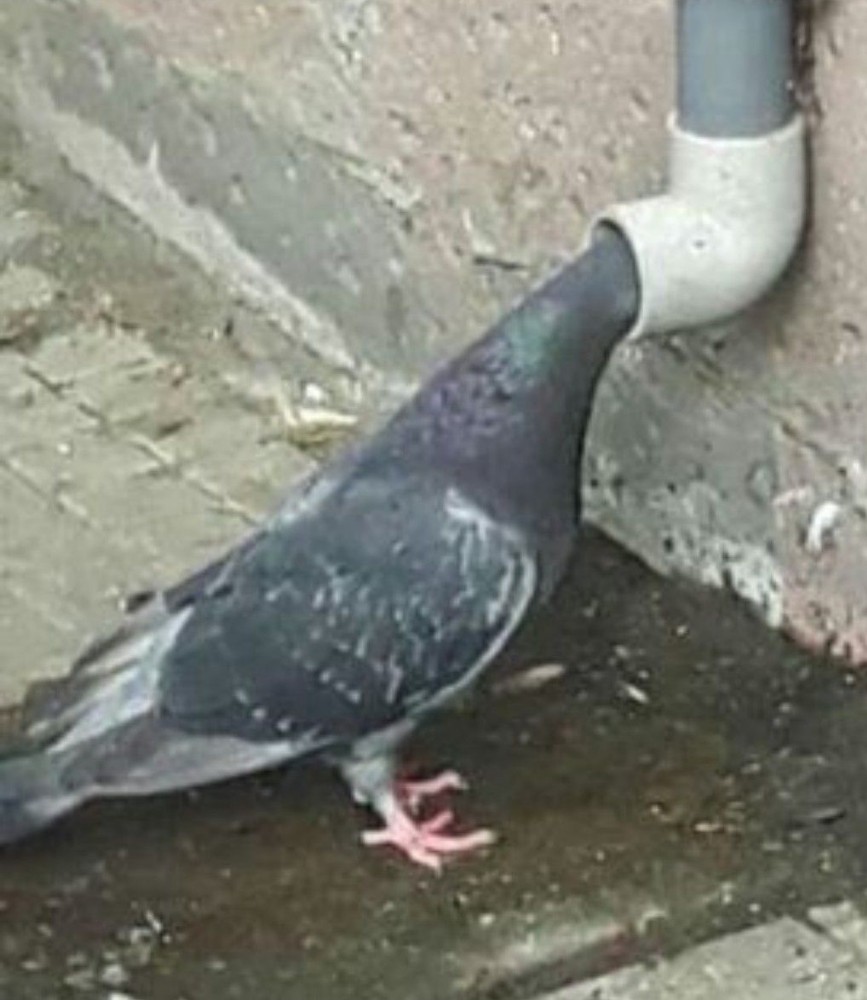 Create meme: Pigeon head in the chimney, pigeon bird , brown blue pigeon