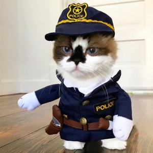 Create meme: the cat in police costume, cat in police uniform, cat in police costume