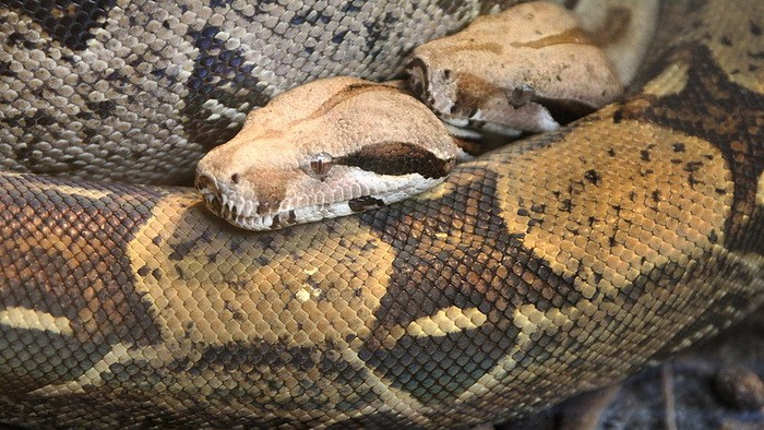 Create meme: boa constrictor and python, The boa constrictor ate a man, anaconda snake