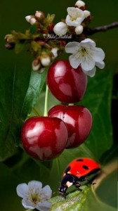 Create meme: cherry cherry, cherry cherry, ladybug