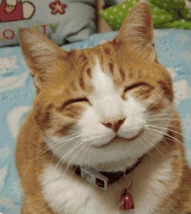 Create meme: smiling cats, cat, Cat