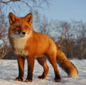 Создать мем: животные, alison fox, red fox