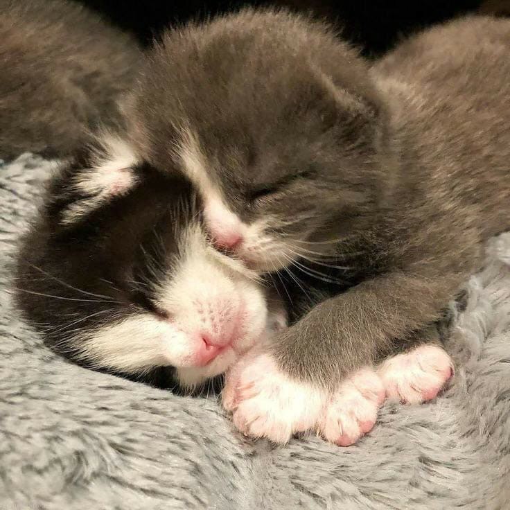 Create meme: sleeping kittens, adorable kittens, paired seals