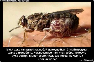 Создать мем: муха, муха муха, сонная болезнь муха цеце