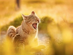 Создать мем: кот радостный, счастливый кот, солнечная кошка