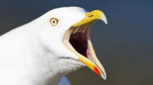 Create meme: seagull, screaming Seagull