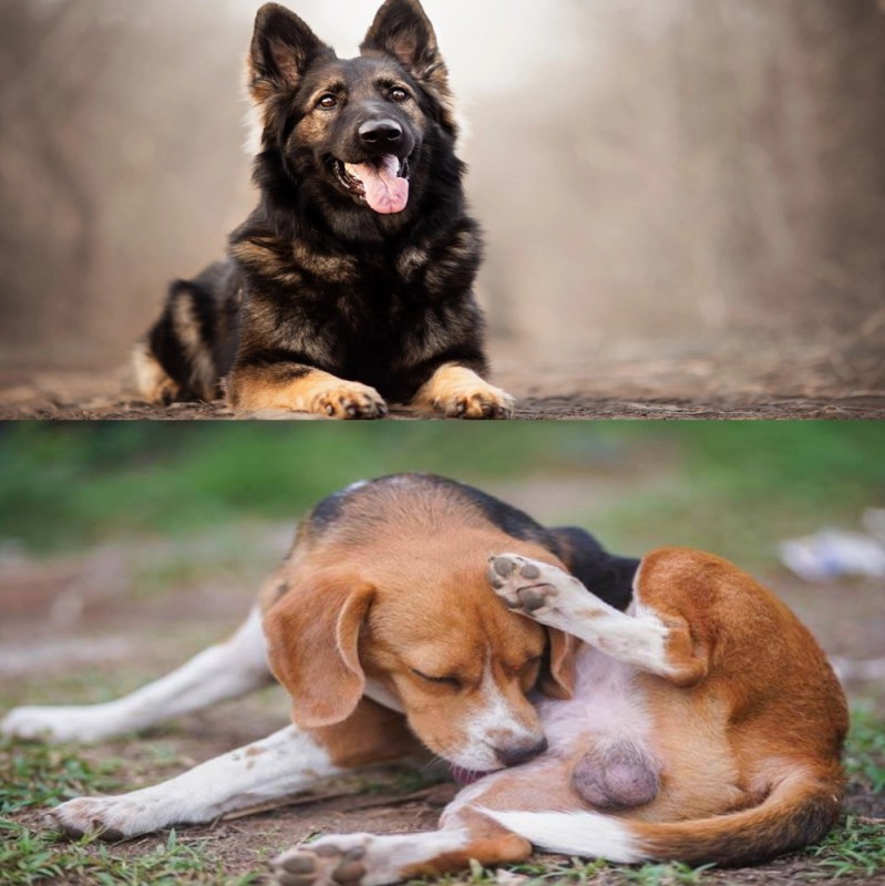 Create meme: animals , partner dog, dogs are better than people