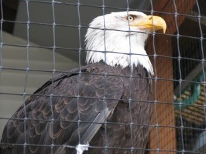 Create meme: bald eagle photo, birds of prey, eagle in a cage