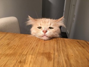 Create meme: sad cat, cute cats funny, cat sad